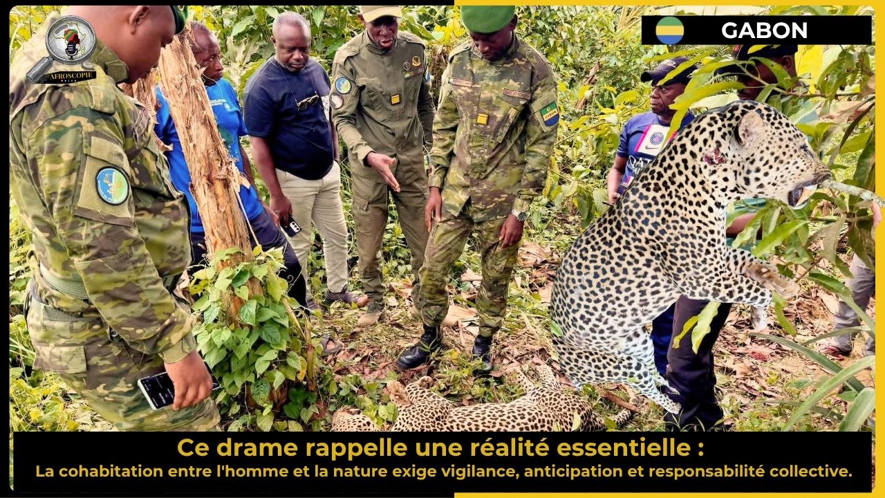 Gabon : une panthère abattue après une attaque mortelle dans le sud-est du pays